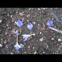 Crocus speciosus (fam. Iridaceae) (Crimee, Anatolie, Caucase, Iran) (00)